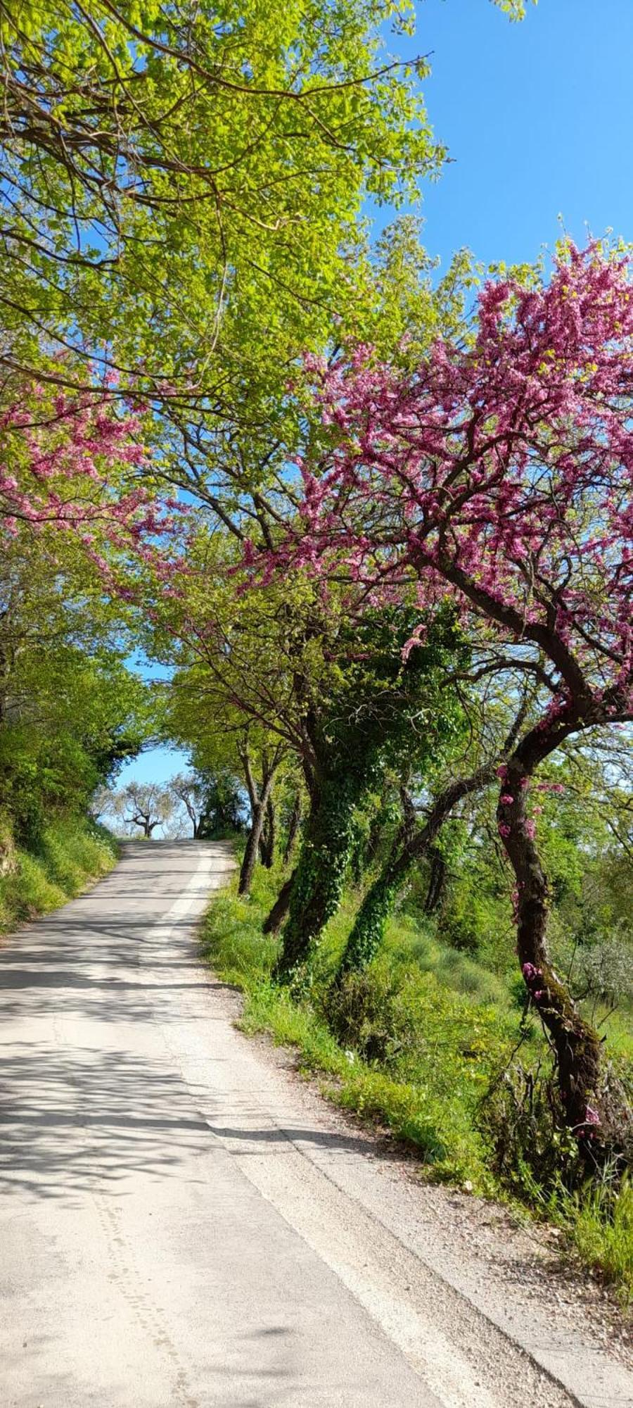 B&B Il Sentiero Di Ασίζη Εξωτερικό φωτογραφία